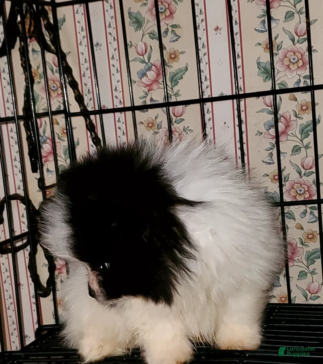 Pomeranian dogs for sale: Pomeranian Puppy 1 - Ad 2