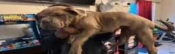 American Bully dogs for sale: American Bully Puppy NOVA - Ad 2
