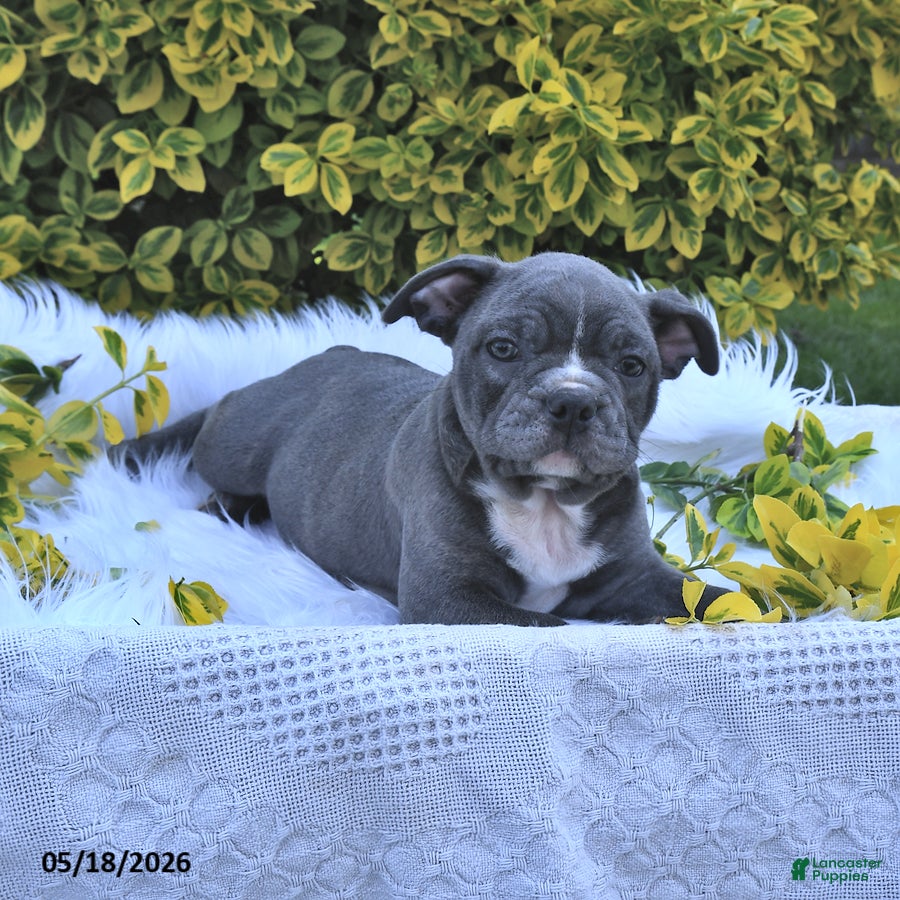 Frenchton dogs Rufus - Ad 1
