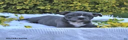 Frenchton dogs for sale: Rufus - Ad 11