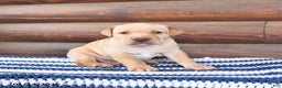 Mixed Breed dogs for sale: Hickory - Ad 3