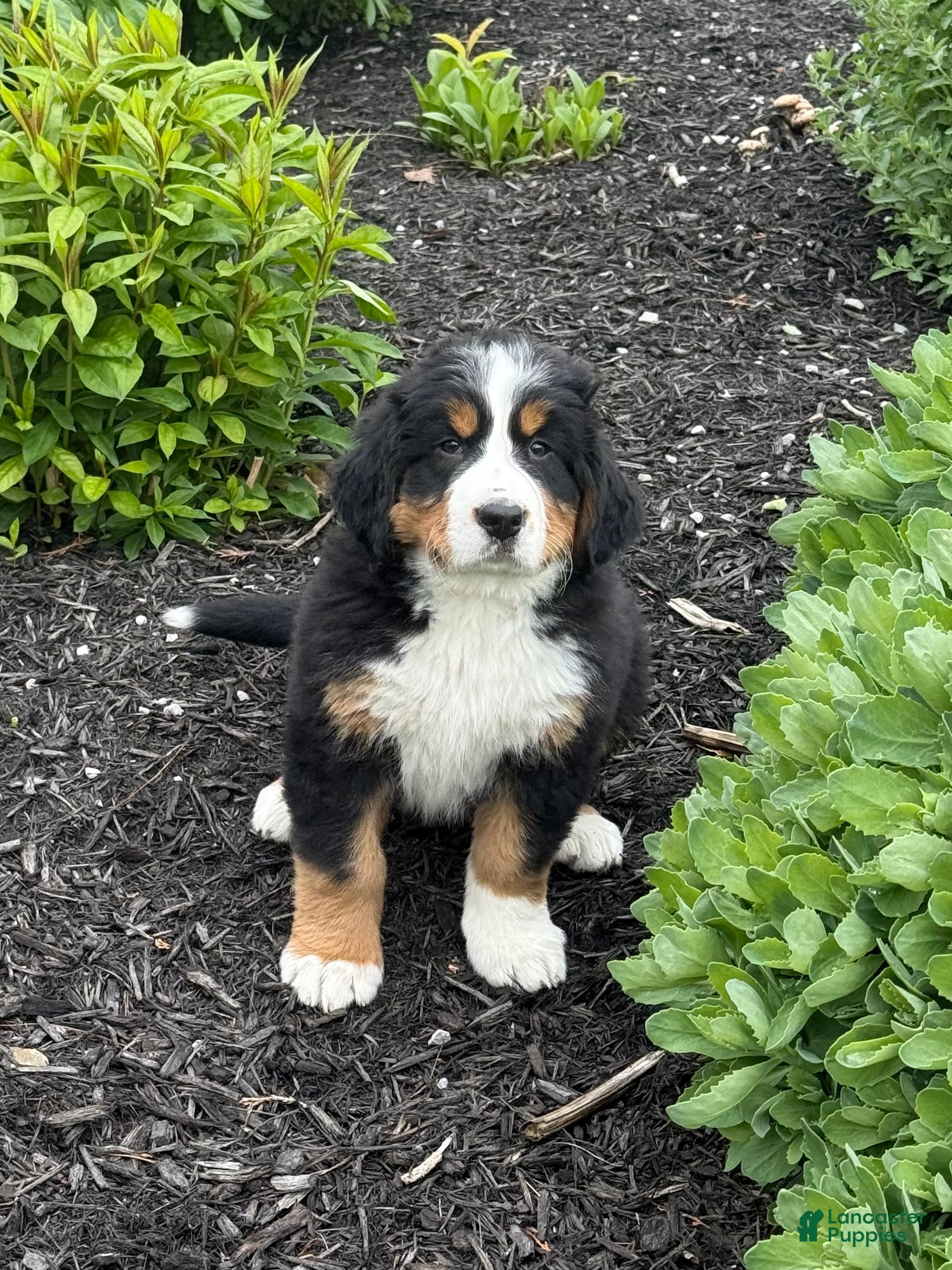 Bernese Mountain Dog dogs Sasha - Ad 2