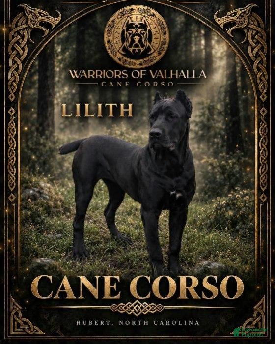 Cane Corso dogs Gray Cane Corso Male 3 - Ad 2