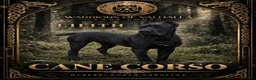 Cane Corso dogs for sale: Reverse Black Brindle Cane Corso Female 2 - Ad 2