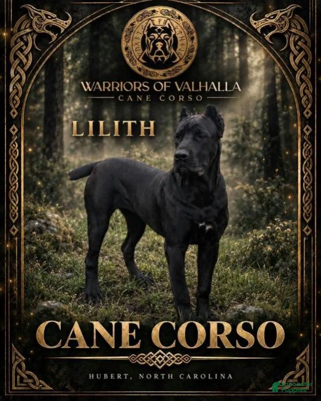 Cane Corso dogs for sale: Reverse Black Brindle Cane Corso Female 2 - Ad 2