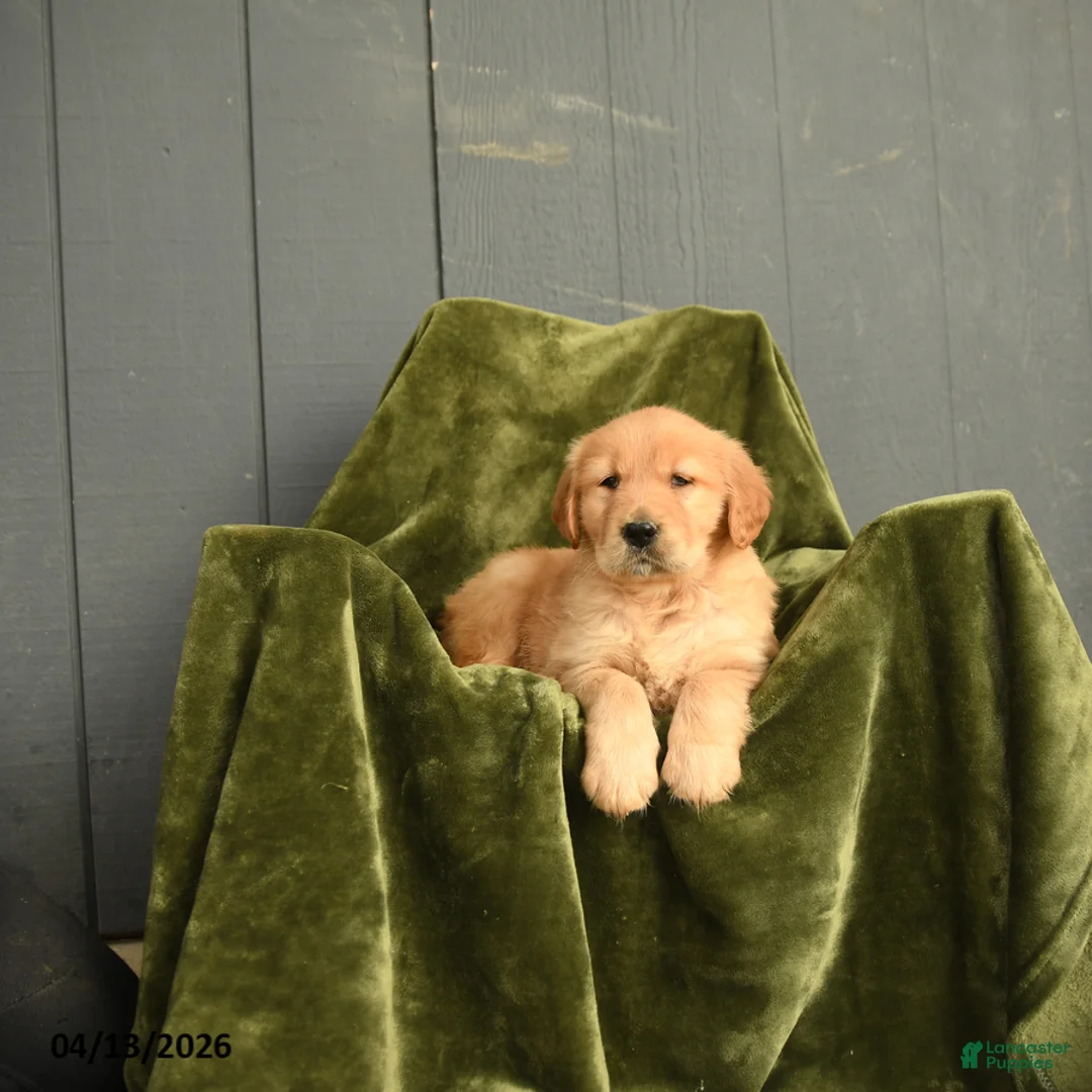 Golden Retriever dogs for sale: Wilhelmina - Ad 2