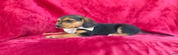 Beagle dogs for sale: Goose - Ad 7