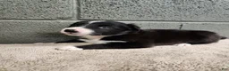 Border Collie dogs for sale: Molly- Pure Breed Border Collie - Ad 5