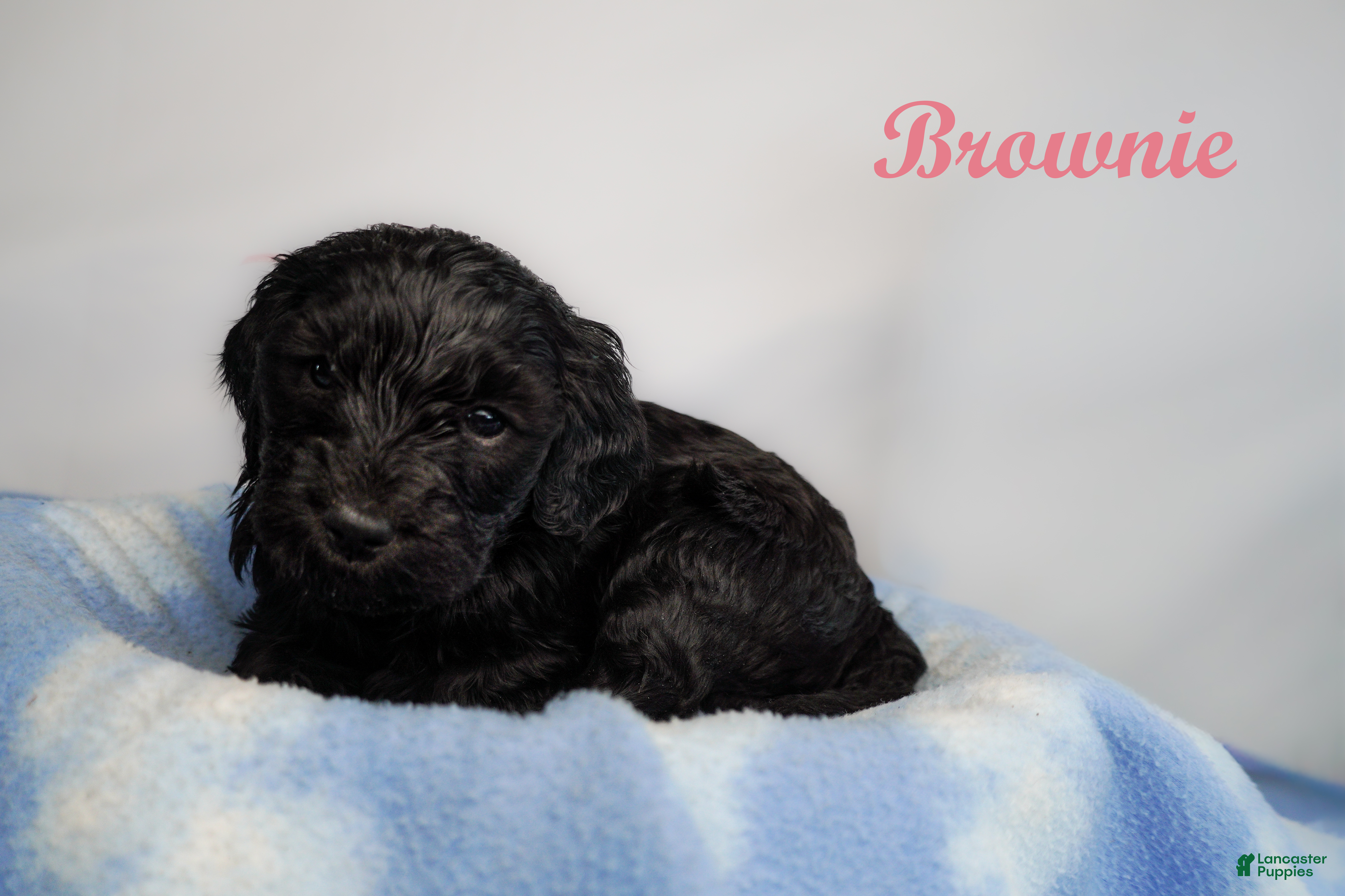 Bernedoodle dogs Brownie Puppy 10 - Ad 38