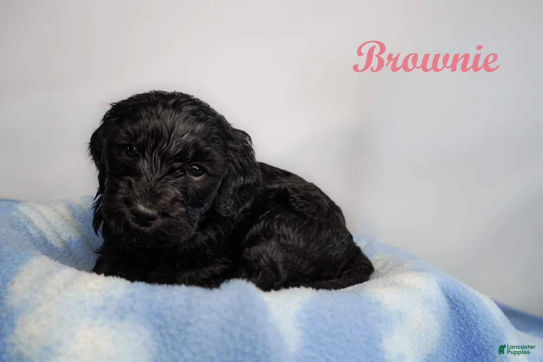 Bernedoodle dogs for sale: Brownie Puppy 10 - Ad 1