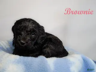 Bernedoodle dogs Brownie Puppy 10 - Ad 38