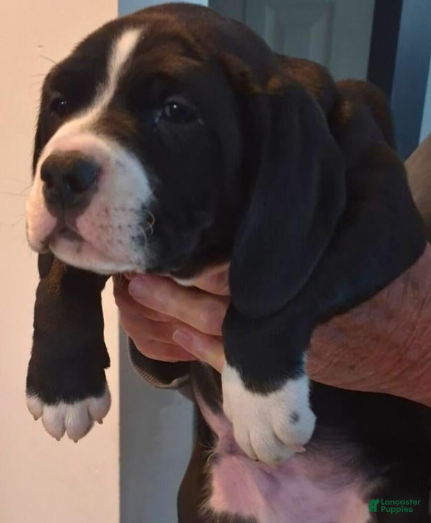 Mixed Breed dogs Charlie  - Ad 2