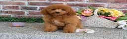 Cavapoo dogs for sale: Chanel - Ad 4