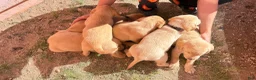Goldador dogs for sale: Goldador Puppy 4 - Ad 3