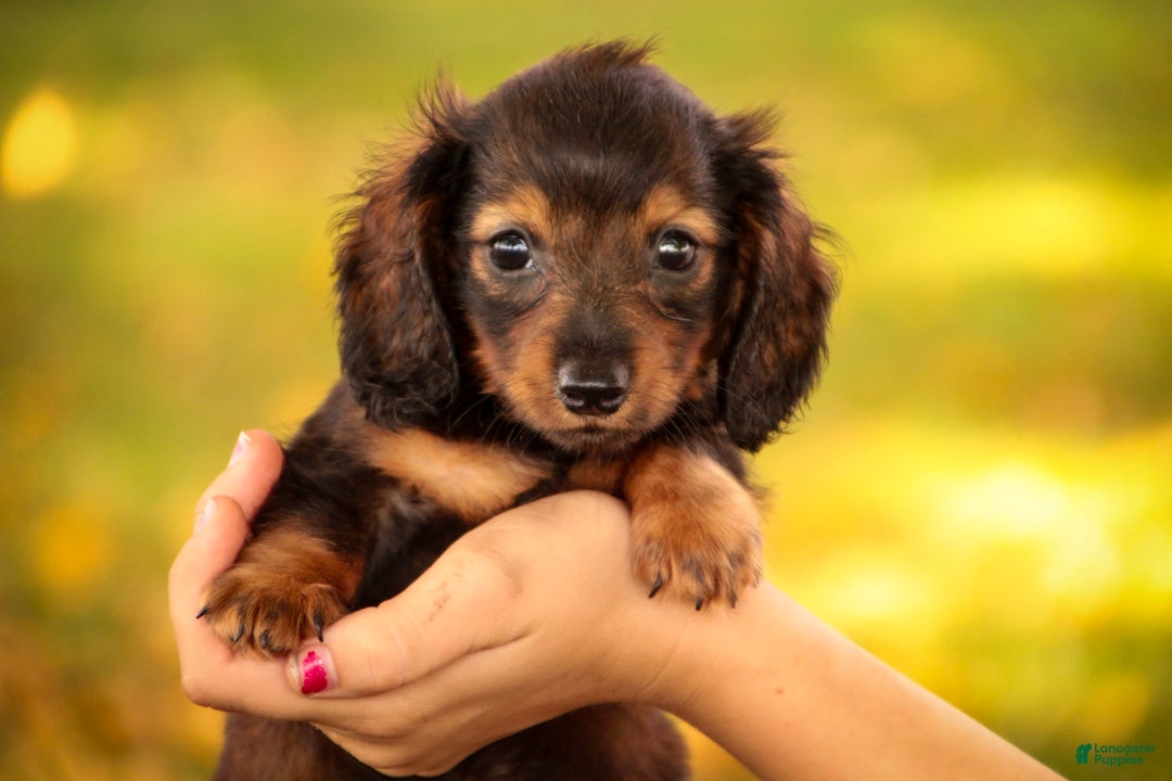 Miniature Dachshund dogs Eddie Miniature Dachshund  - Ad 1