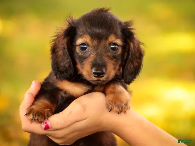 Miniature Dachshund dogs for sale: Eddie Miniature Dachshund - Ad 1