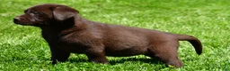 Labrador Retriever dogs for sale: Libby - Ad 4