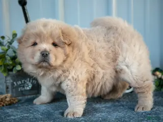 Chow Chow dogs Chanel - Ad 6