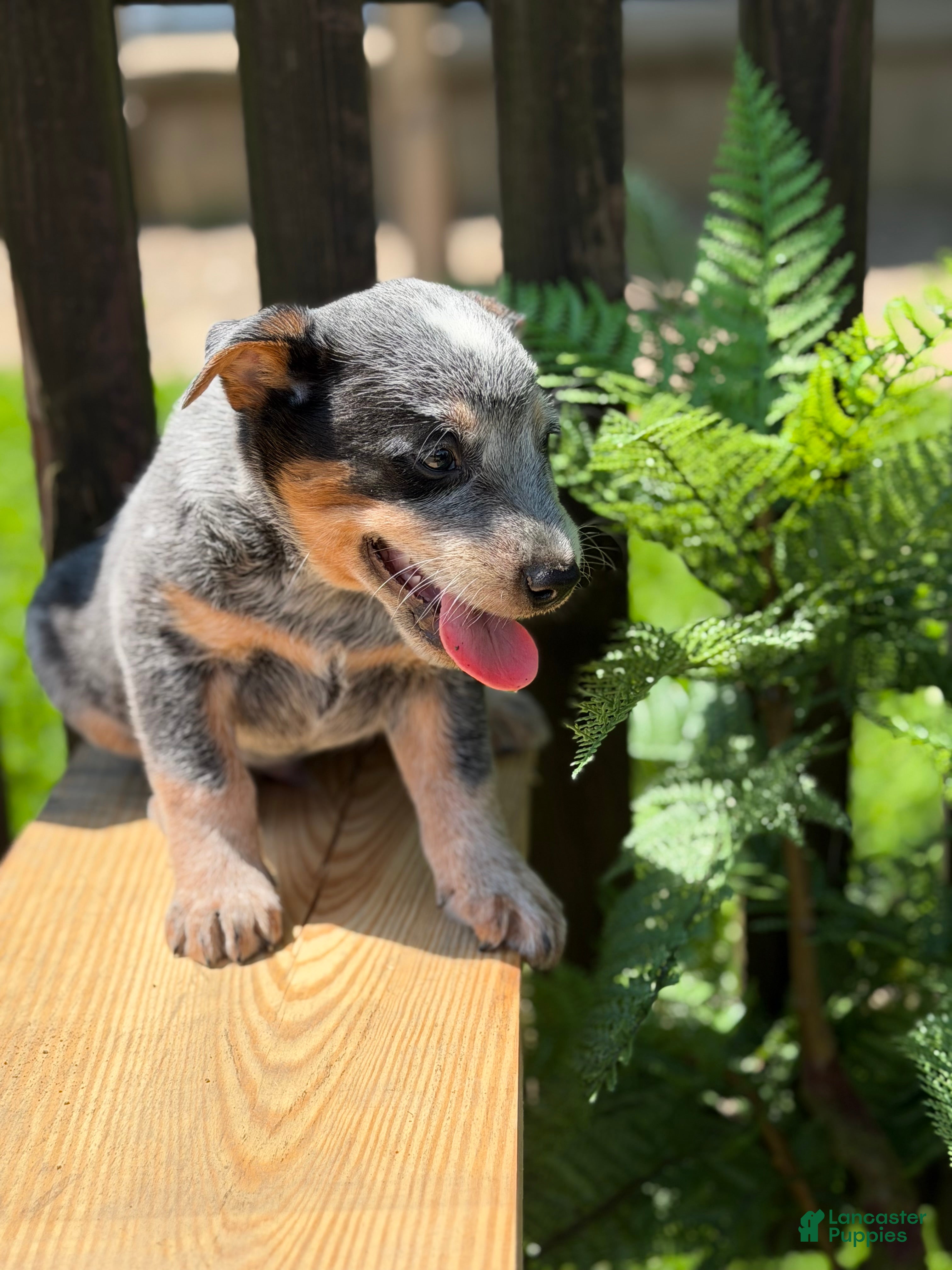 Australian Cattle Dog dogs Cinch - Ad 1