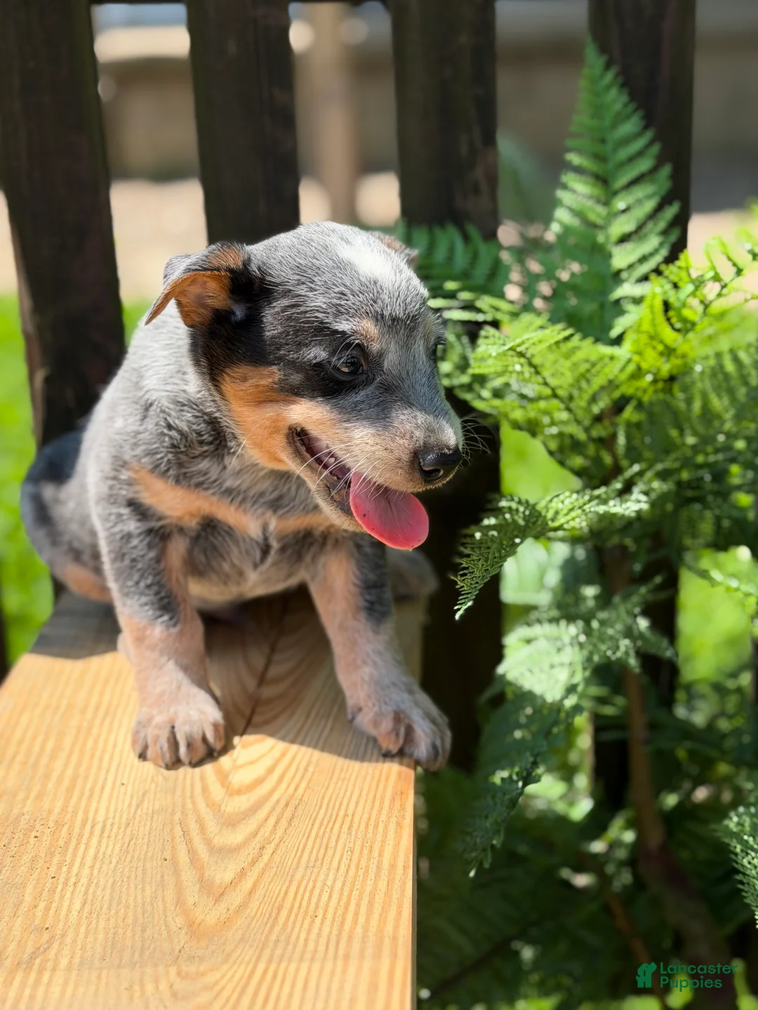 Australian Cattle Dog dogs for sale: Cinch - Ad 1