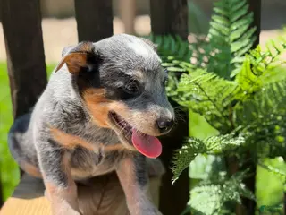 Australian Cattle Dog dogs for sale: Cinch - Ad 2