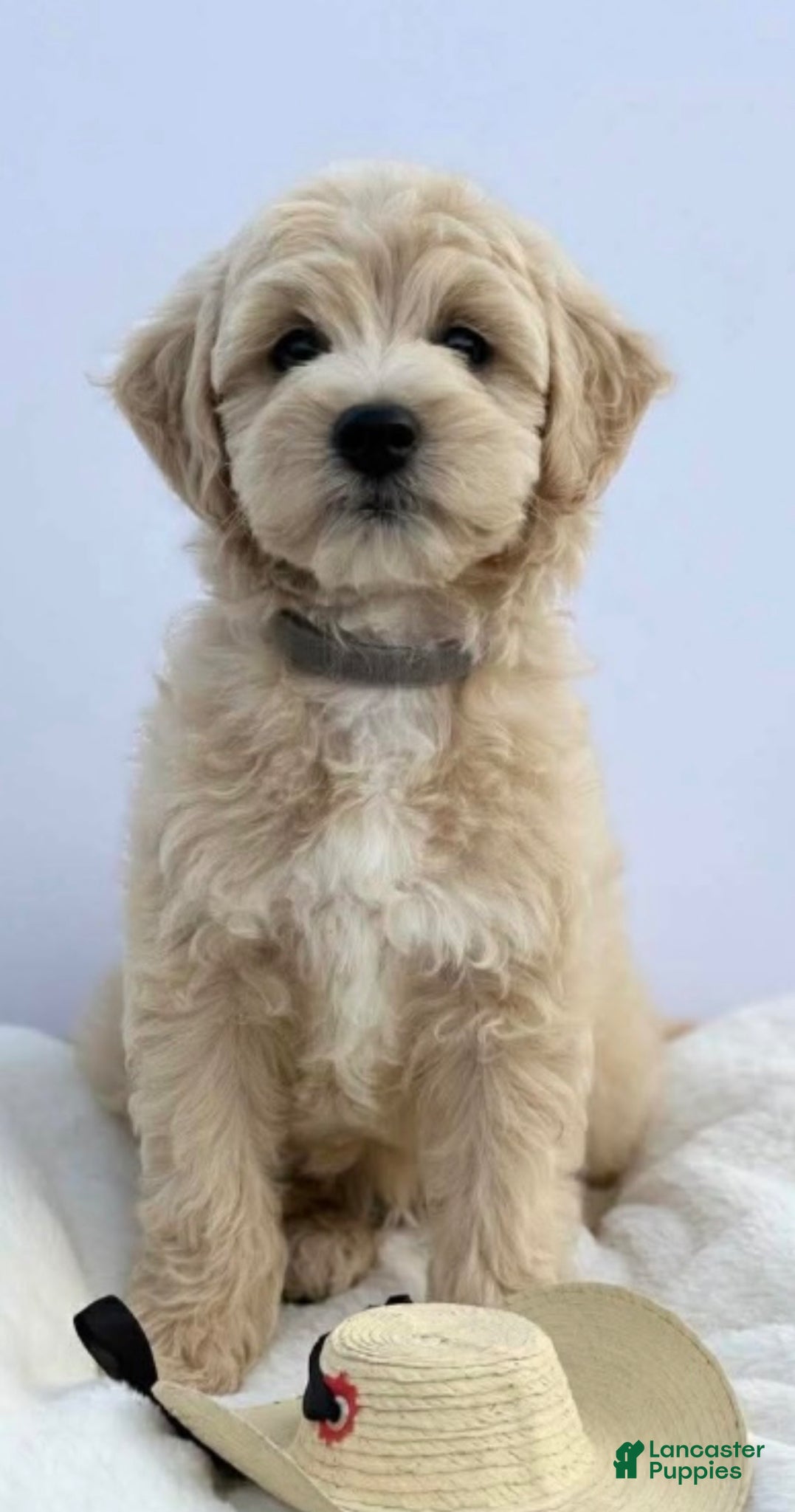 Mini Goldendoodle dogs Mini Goldendoodle Puppy 1 - Ad 12