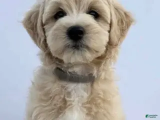 Mini Goldendoodle dogs Mini Goldendoodle Puppy 1 - Ad 12