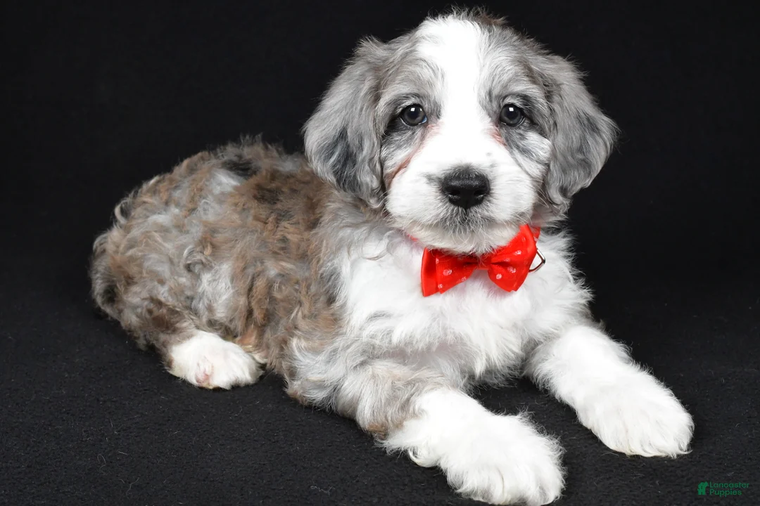 Mini Aussiedoodle dogs for sale: Ned - Ad 2