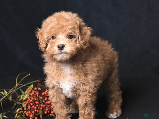 Toy Poodle dogs Tiny Kodac - Ad 16