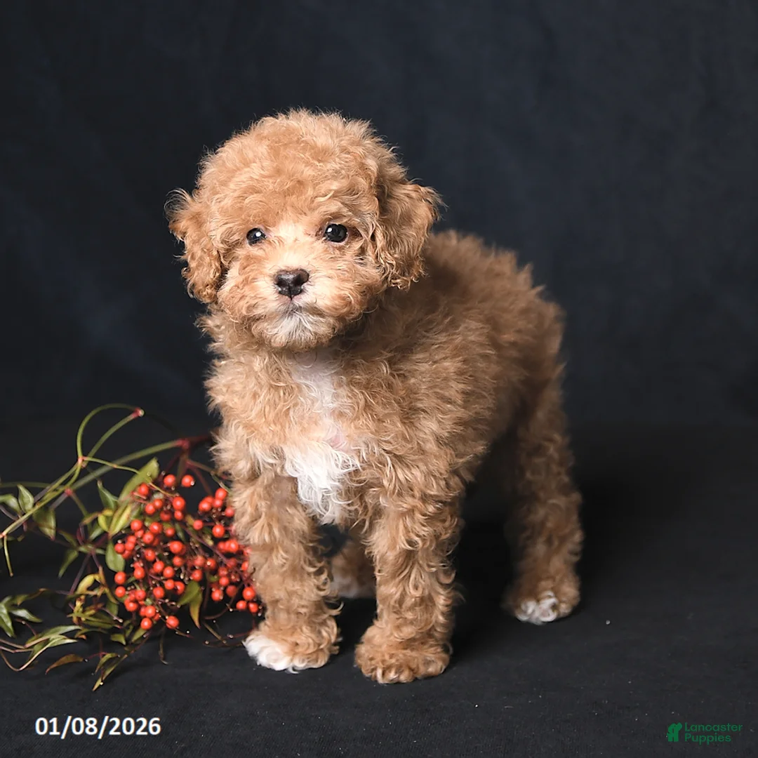 Toy Poodle dogs for sale: Tiny Kodac - Ad 1