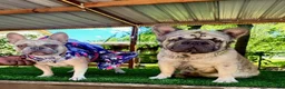 French Bulldog dogs for sale: French Bulldog 1 - Ad 7