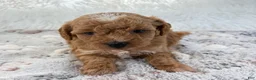 Toy Poodle dogs for sale: Willa - Ad 8