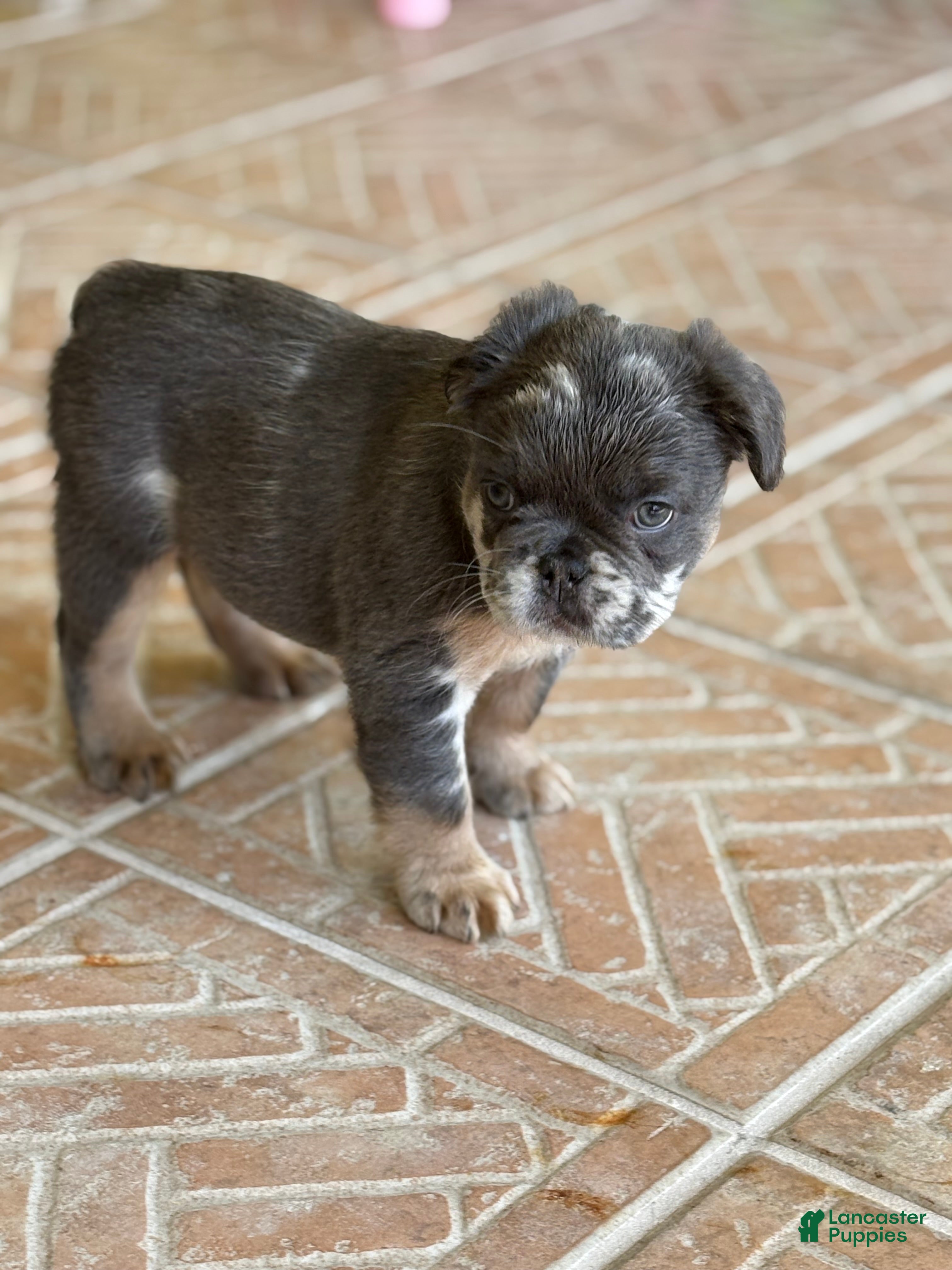 French Bulldog dogs Reign  - Ad 1