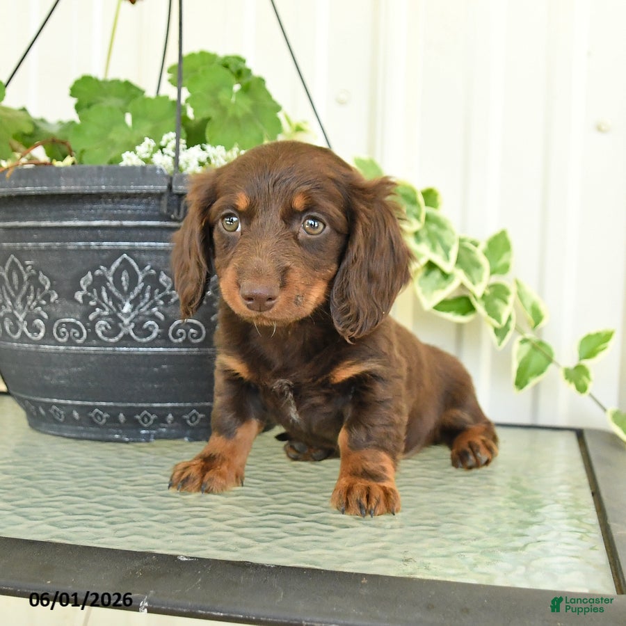 Dachshund dogs for sale: Macie - Ad 2