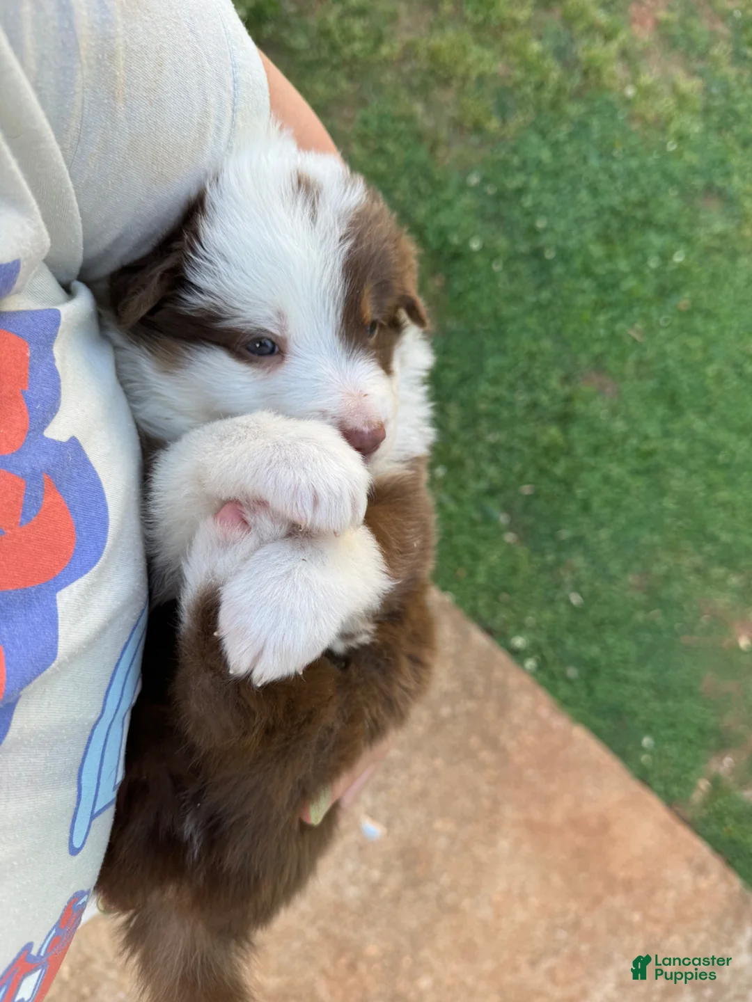 Border Collie dogs for sale: Lucky - Ad 6