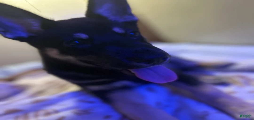 Gallery Image {{count}}