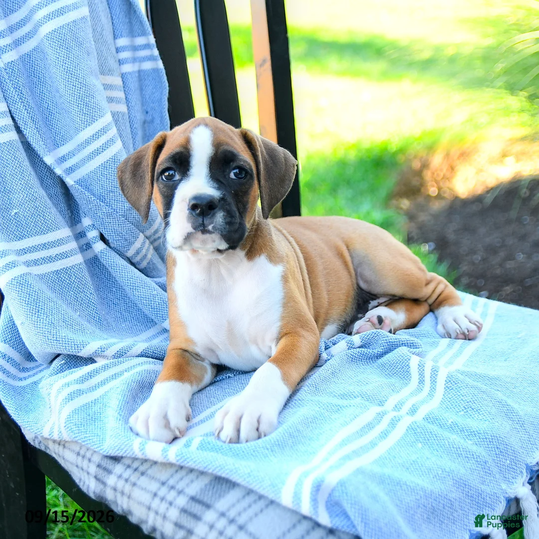 Boxer dogs for sale: Olivia - Ad 5