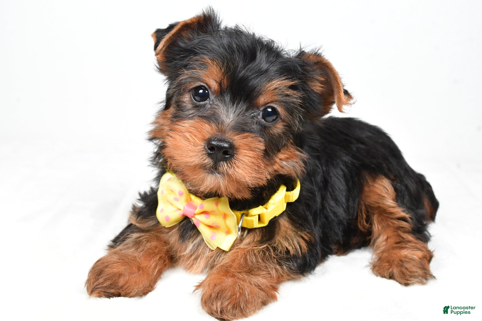 Yorkshire Terrier dogs Wyatt - Ad 2