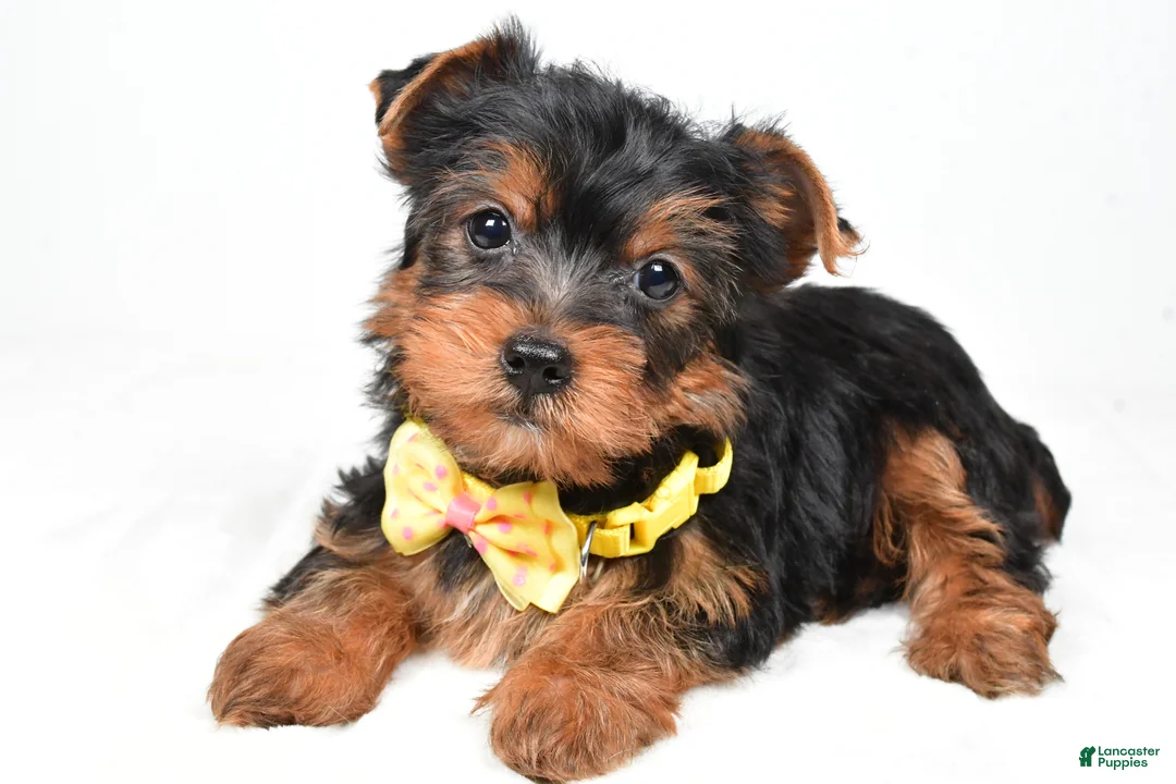 Yorkshire Terrier dogs for sale: Wyatt - Ad 2