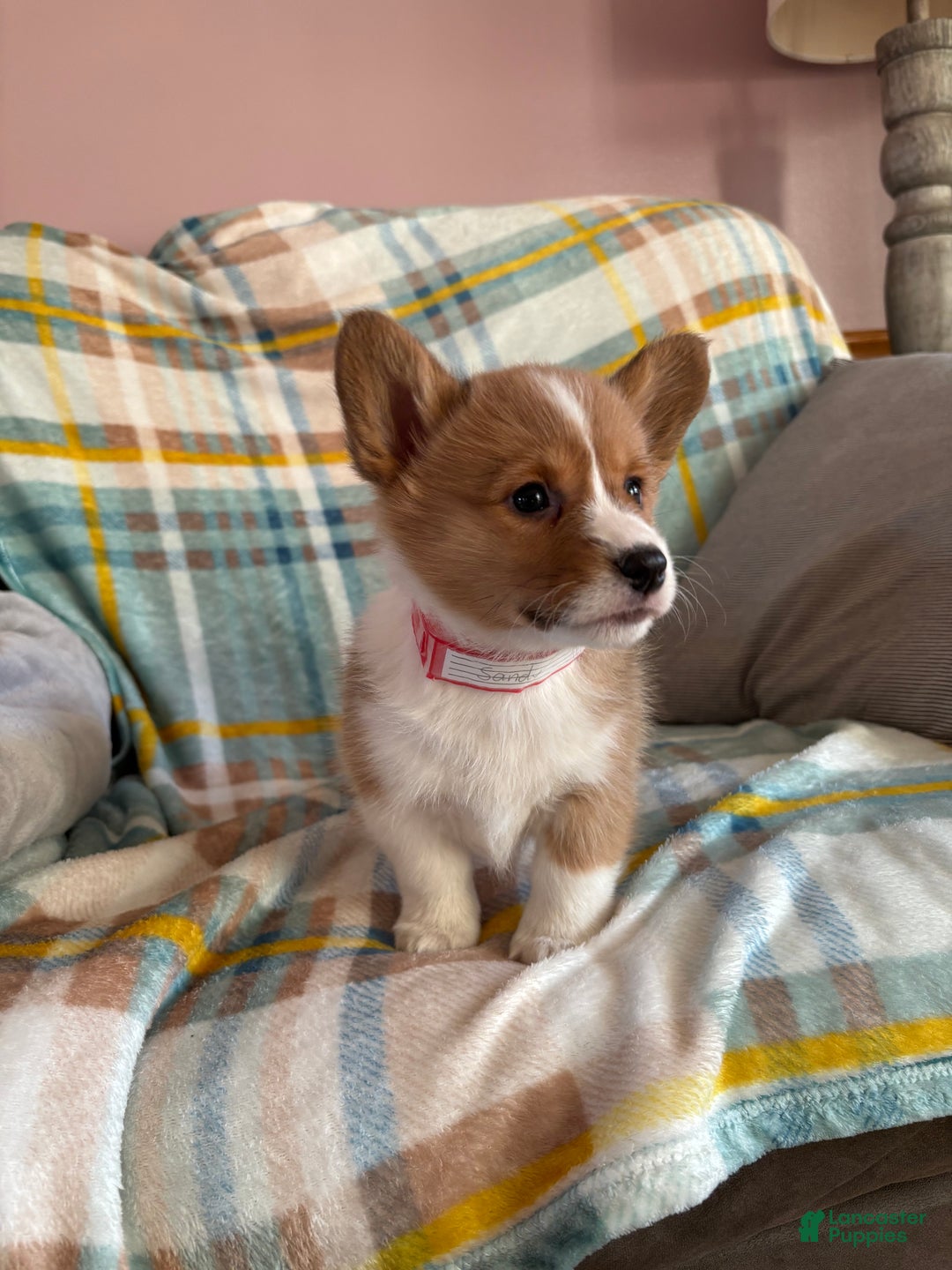 Welsh Corgi Pembroke dogs for sale: Welsh Corgi Pembroke Puppy 3 - Ad 2