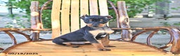 Miniature Pinscher dogs for sale: Timbo - Ad 1