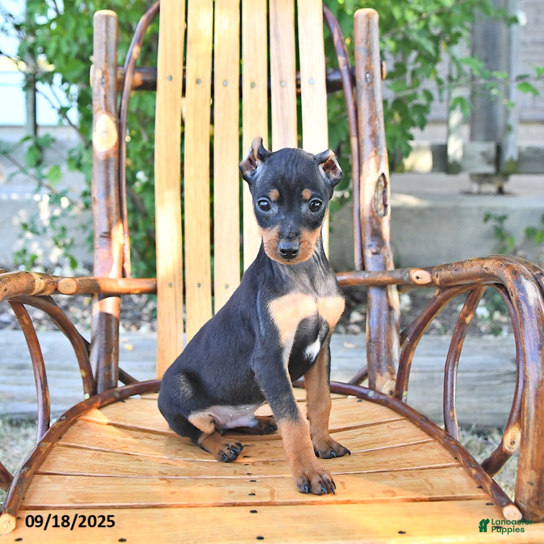 Miniature Pinscher dogs for sale: Timbo - Ad 1