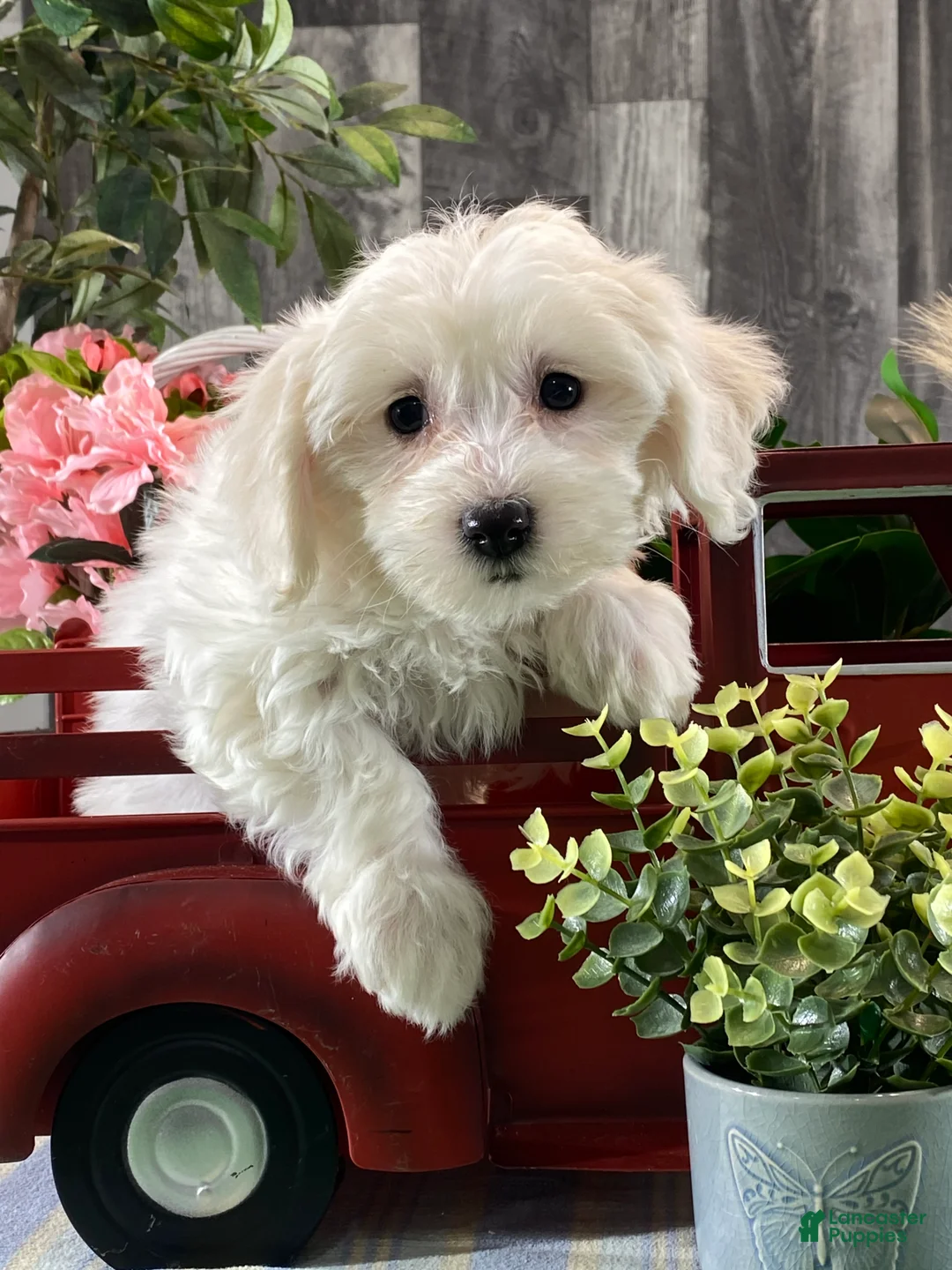 Mixed Breed dogs for sale: Abby - Ad 2