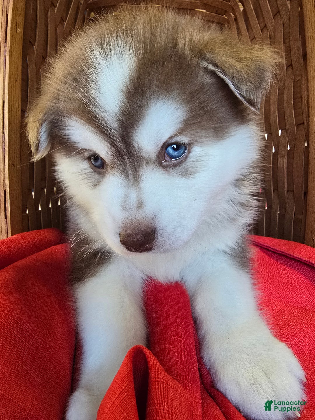 Pomsky dogs for sale: Wolf - Ad 3