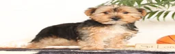 Yorkshire Terrier dogs for sale: Kato - Ad 1