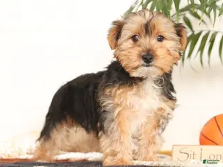 Yorkshire Terrier dogs Kato - Ad 4