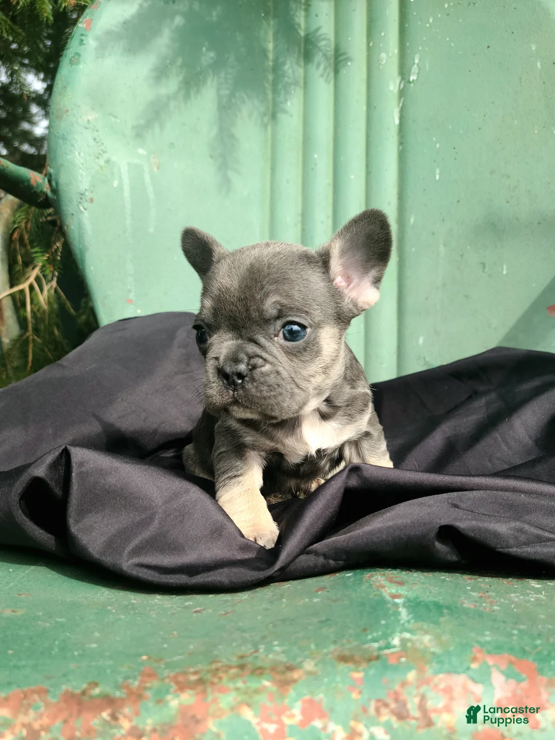 French Bulldog dogs for sale: Mario - Ad 3