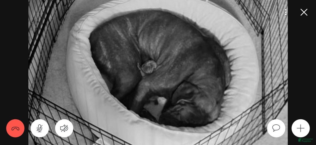Cane Corso dogs for sale: Cane Corso Puppy 1 - Ad 13