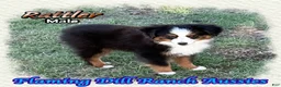 Toy Australian Shepherd dogs for sale: Rattler - Ad 7