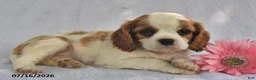 Cavalier King Charles Spaniel dogs for sale: Bobo  - Ad 4